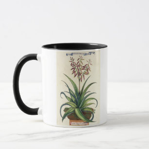 Taza Áloe Vera vulgaris, de "Phytographia Curiosa", p
