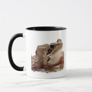 Taza Amarre la rana - arvalis del Rana