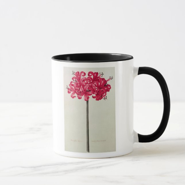 Taza Amaryllis Sarniensis, o narciso (Derecha)