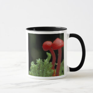 Taza América Central, Panamá, Provincia de Chiriqui, 2