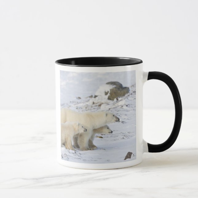 Taza América del Norte, Canadá, Manitoba, Churchill (Derecha)