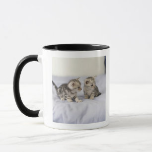 Taza Americano Shorthair 7