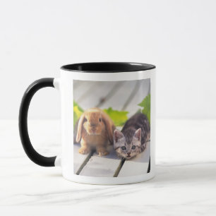 Taza Americano Shorthair; es el más popular y la