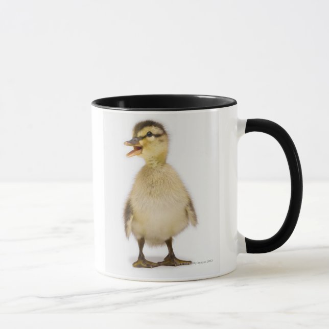 Taza Anadón del pato silvestre (platyrhynchos de las (Derecha)