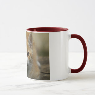 Taza anaranjada del gatito