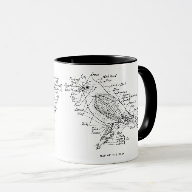 Taza anatomía de aves (Anverso derecho)