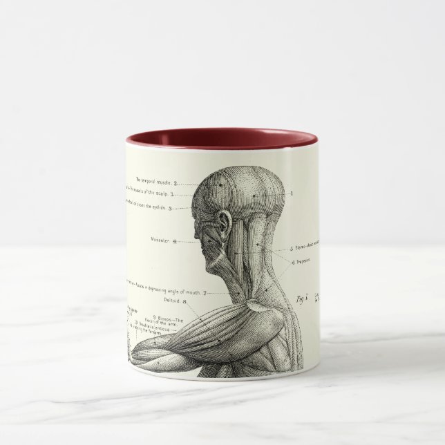Taza Anatomía humana, músculos del cuerpo humano (Centro)