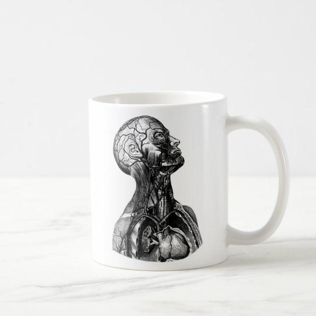 Taza anatómica del dibujo del torso superior (Derecha)