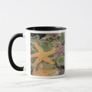 Taza Anémonas verdes gigantes y estrellas de mar ocre