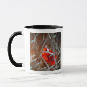Taza Anemonefish 2 del payaso