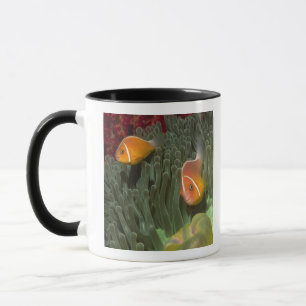 Taza Anemonefish rosado en anémona de mar de