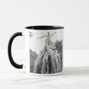 Taza Angkor Camboya, Árbol Ta Prohm