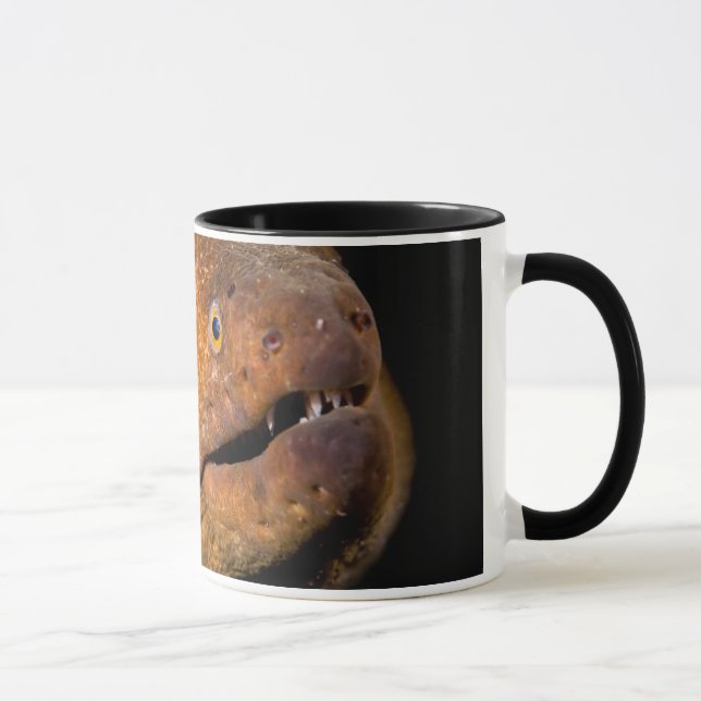 Taza Anguila de Moray (Derecha)