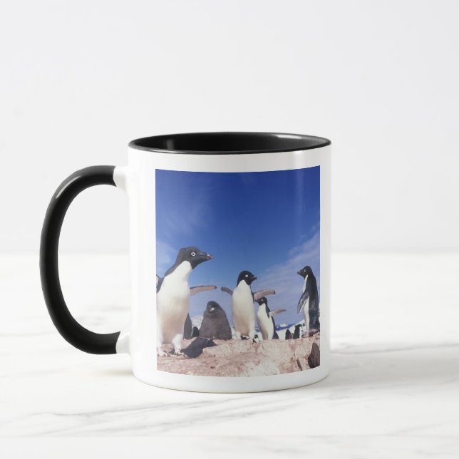 Taza Antártida, Adelie Penguin Pygoscelis (Izquierda)