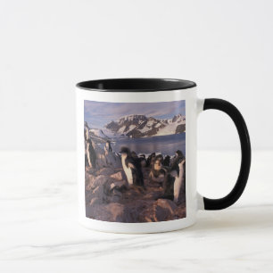 Taza Antártida, crías de pingüino adelia
