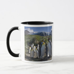 Taza Antártida, Isla Georgia del Sur (Reino Unido), Rey