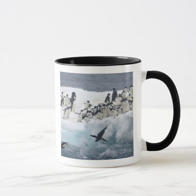 Taza Antártida, isla Paulet. Pingüinos de Adelie (Derecha)