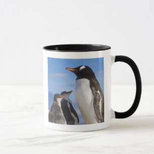 Taza Antártida, Neko Cove (Puerto). Pingüino de Gentoo 