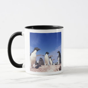 Taza Antártida, Pingüino Adelie Pygoscelis