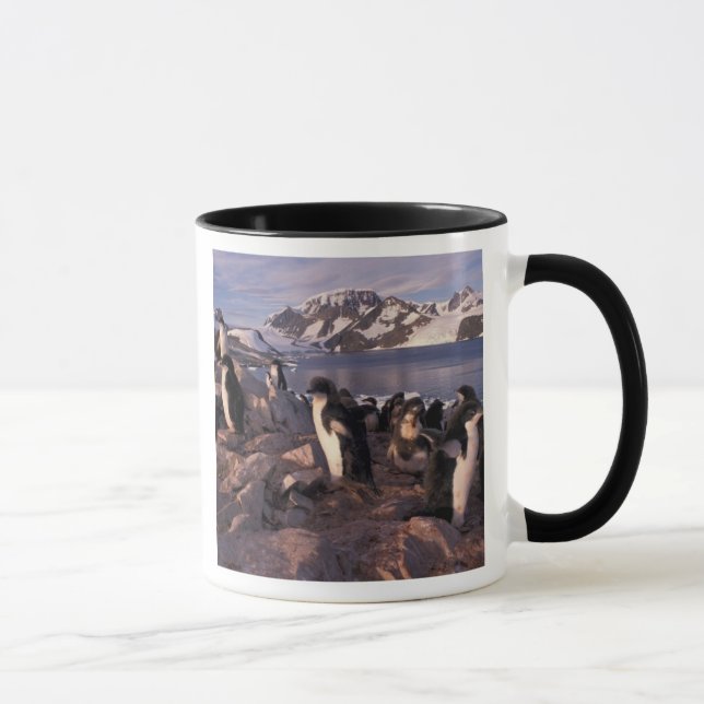 Taza Antártida, pollitos de pingüino de Adelie (Derecha)