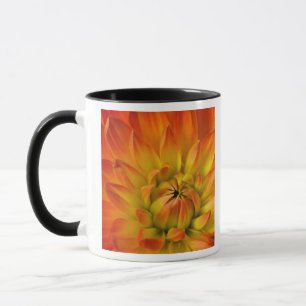 Taza Apretado en fotografías de la flor de Dalhia con l