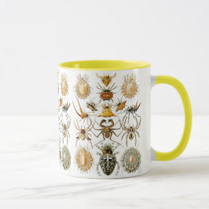 Taza Arachnida (Spiders) Ernst Haeckel Bella Artes