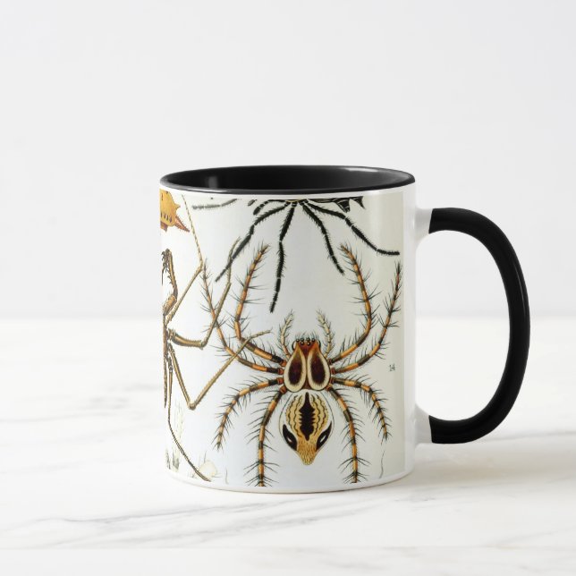 Taza Arañas o arácnidos de Ernst Haeckel (Derecha)