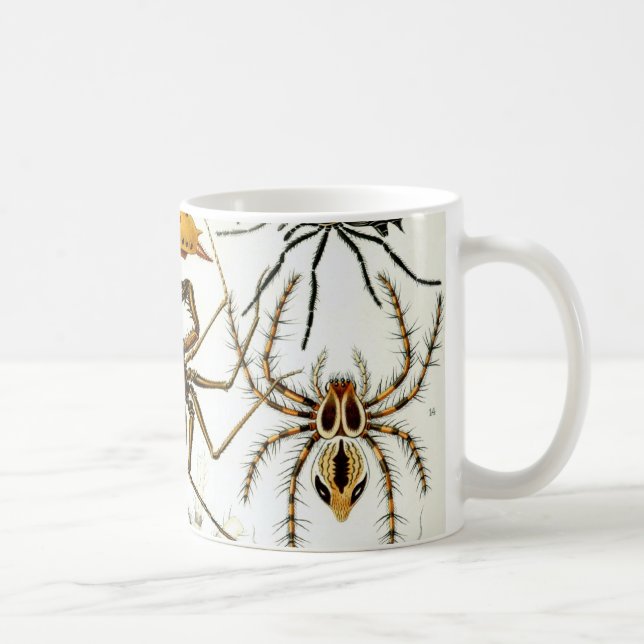 Taza Arañas o arácnidos de Ernst Haeckel (Derecha)