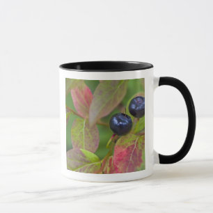Taza Arándanos maduros en el Flathead Nacional