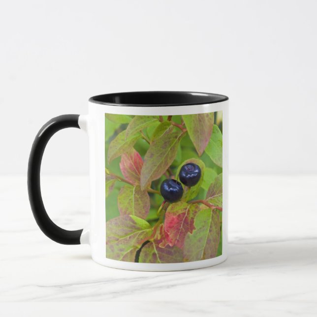 Taza Arándanos maduros en el Flathead Nacional (Izquierda)