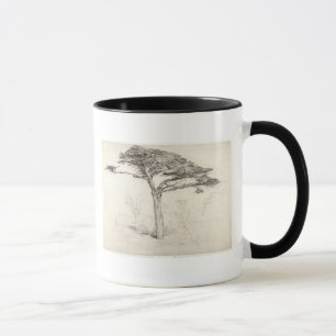 Taza Árbol de cedro viejo en el jardín botánico,