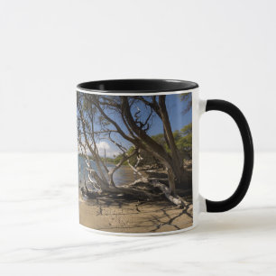 Taza Árbol en una playa a lo largo de la costa costa