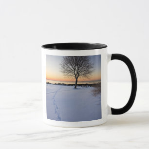 Taza Árbol solitario en nieve fresca en New Castle Comm