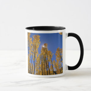 Taza Arboleda de álamos en otoño en la cordillera San J