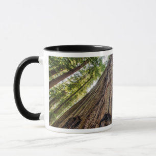 Taza Arboleda Roosevelt
