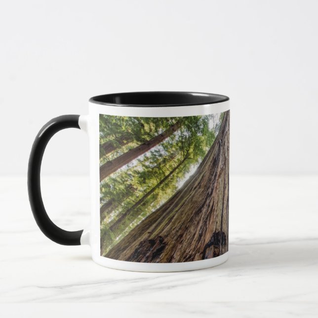 Taza Arboleda Roosevelt (Izquierda)