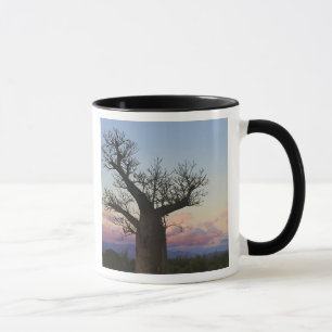 Taza Árboles Baobab, Berenty, Toliara, Madagascar