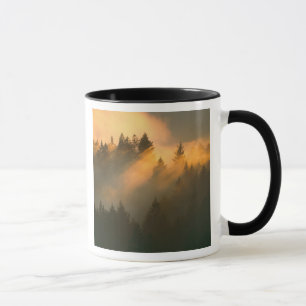 Taza Árboles de secoya en niebla costera, Condado de Ma