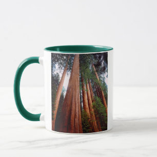 Taza Árboles de secuoya roja de crecimiento antiguo