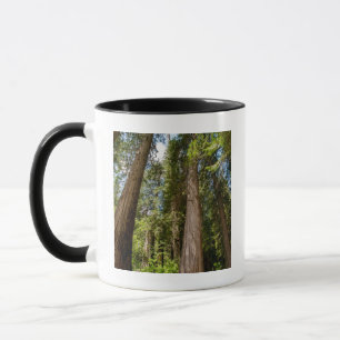 Taza Árboles del Cedro Rojo Occidental
