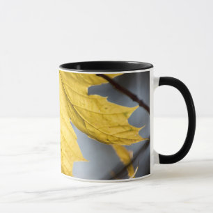 Taza Arce azucarero, otoño
