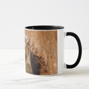 Taza Ardilla chocada