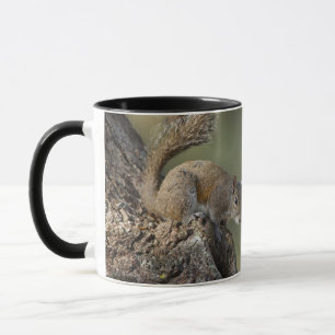 Taza ardilla gris oriental o ardilla gris