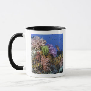 Taza Arrecife de coral, opinión del uderwater