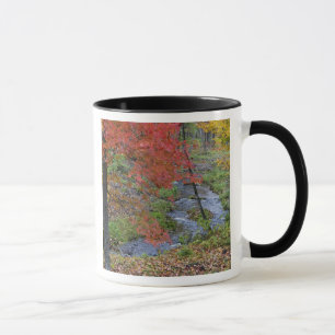 Taza Arroyo Coles bordeado de arces de otoño cerca