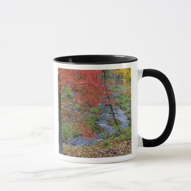 Taza Arroyo Coles bordeado de arces de otoño cerca (Derecha)