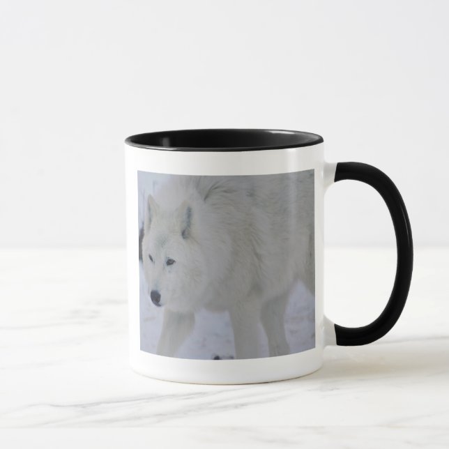 Taza ártica del lobo (Derecha)