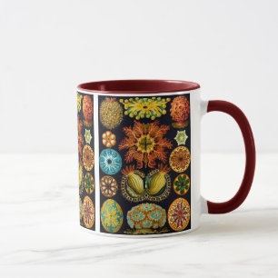 Taza Ascidiacea, Ernst Haeckel Bella Artes