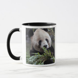 Taza Asia, China Chongqing. Panda gigante