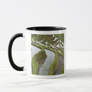 Taza Asia, China, Yunnan, Yuanyang. Arroz inundado